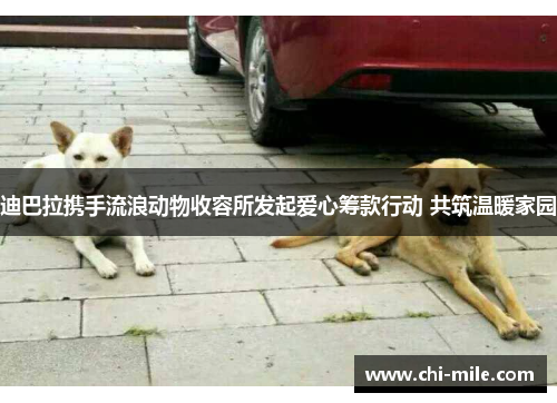 迪巴拉携手流浪动物收容所发起爱心筹款行动 共筑温暖家园